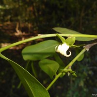 Diospyros ebenum J.Koenig ex Retz.